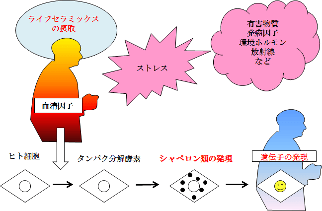 ストレス応答機能（ＳＯＳ応答）