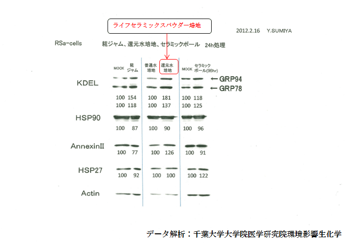 ライフセラミックスによるシャペロン類の発現変化