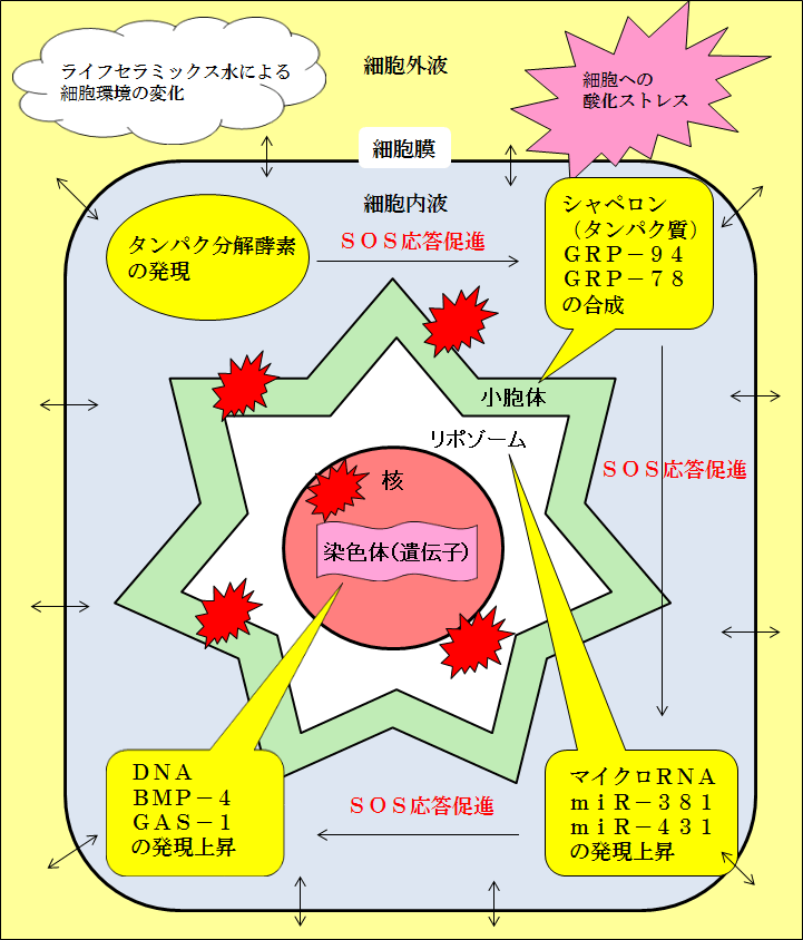 ヒト細胞のＳＯＳ応答促進モデル