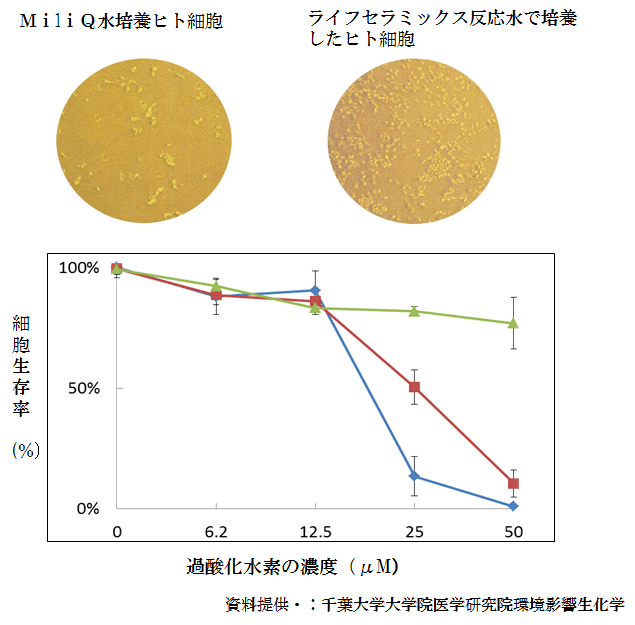 ヒト細胞に酸化ストレス（過酸化水素）を与えた時の２４時間後の細胞生存率