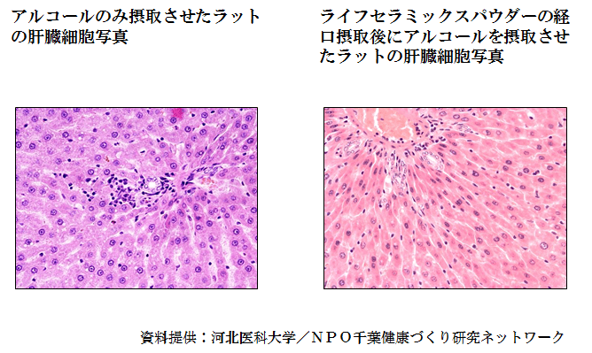 アルコールに対する肝臓の保護作用（ラット）